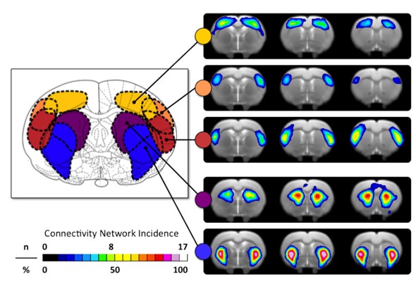 Topology of Functional Connectivity Networks identified via ICA.