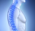 New exercise-sensing pathway offers hope for osteoporosis treatment