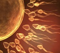 Micro-RNA in sperm proves vital for human embryogenesis