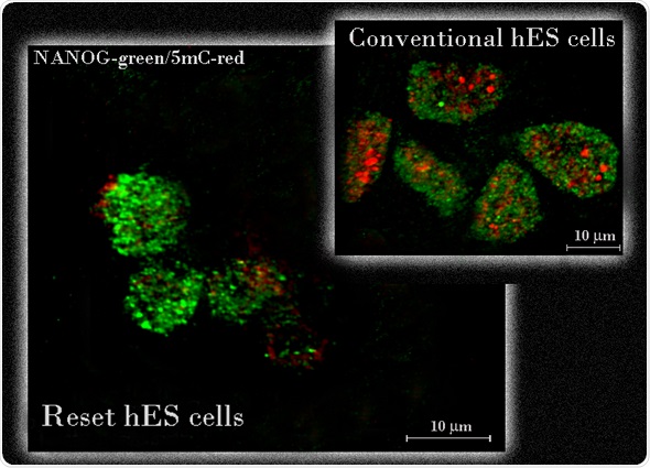 Human embryonic stem (hES) cells