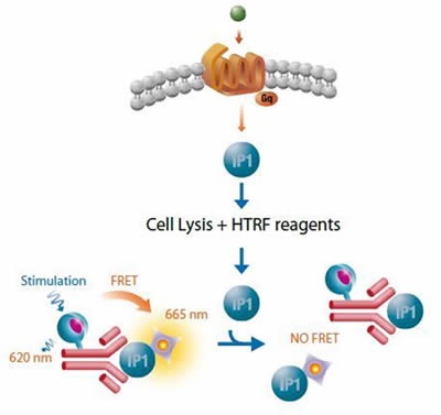 Cisbo IP-One HTRF assay