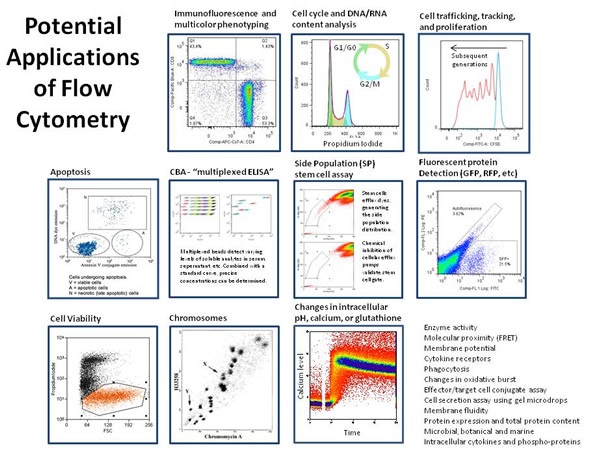 Potential Applications of Flow Cytometry