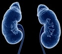 Potential breakthrough in treating acute kidney injury with ceramide-targeting drugs