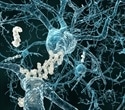 Targeting CSE enzyme may offer new pathways for Alzheimer’s treatment