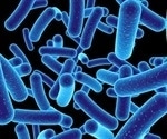 Specific gut bacterium reduces weight gain and improves metabolic health