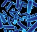 "Super-probiotic" bacteria created through ribosomal engineering