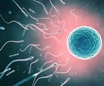Simulations crack code of human egg fertilization