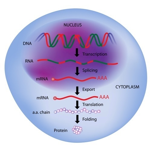 Gene expression, central dogma of molecular biology