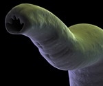 Australian researchers use hookworms to reduce symptoms of celiac disease