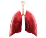 Pandorabactins help pathogenic bacteria compete for iron in the lungs