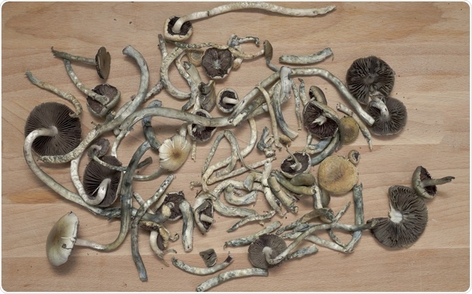 Magic Mushrooms. Image Credit:  Skyward Kick Productions / Shutterstock