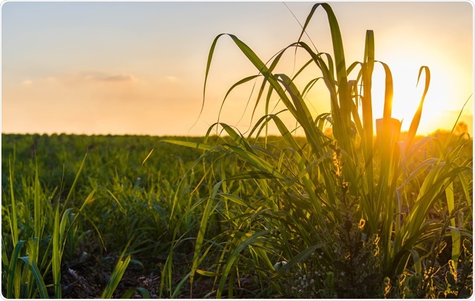 Sugar cane field. Image Credit: TB studio / Shutterstock
