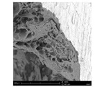 Using SEM to Investigate Dental Biomaterials