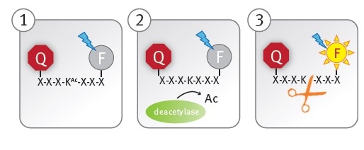 Schematic illustration of the lysine deacetylase assay principle.