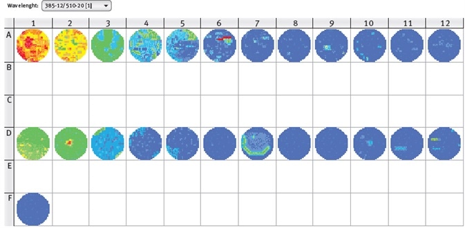 CLARIOstar well scan of GFP-expressing moss cells (line A), mock control (line D) and medium only control (Well F1). Excitation wavelength 385-12 nm, emission wavelength 510-20 nm.