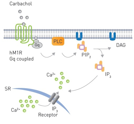 Signaling from a Gq coupled receptor to PLC after Carbachol stimulation leading to production of PIP2 and subsequently DAG production and Ca2+ mobilization.