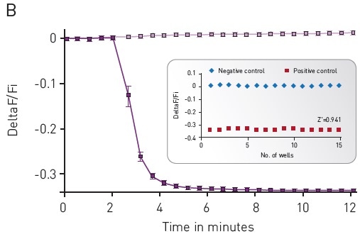 Green-cADDis sensor kinetics for (A) upward sensor and (B) downward sensor in response to isoproterenol Mean +/- std; n = 15 wells. Inset: Gs assay performance in 96-well plate. For (A) Upward sensor Z’ factor is 0.854. For (B) downward sensor Z’ factor is 0.941.