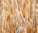 Gluten may not be the culprit for many people with irritable bowel syndrome