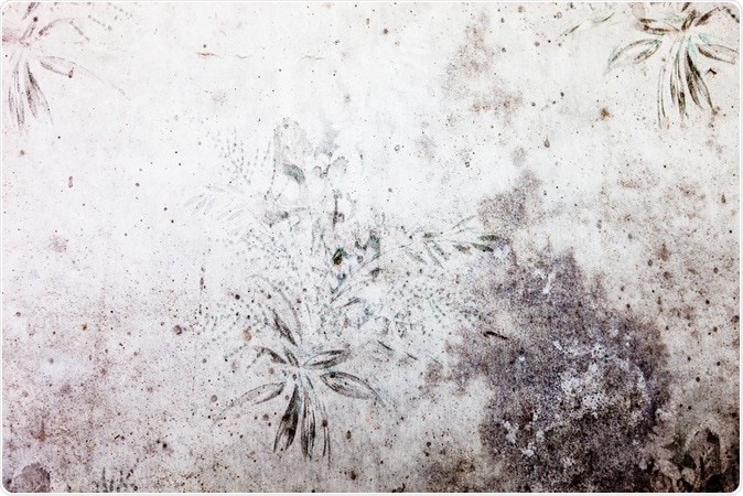 Fungal toxins from wallpaper source of illness says new research. Old dingy and dirty wallpaper with floral pattern. Image Credit: rootstock / Shutterstock