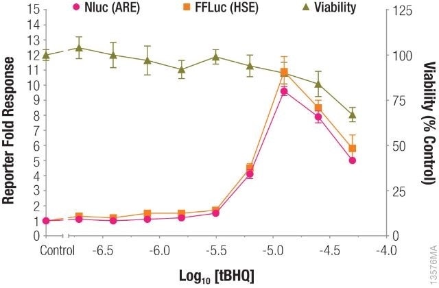 Measuring antioxidant response element (ARE) and heat shock response element (HSE) responses followed by cell viability from the same sample.