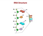 RNA Sequencing