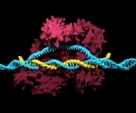 Scientists use genome editing to understand role of a gene key to human embryonic development