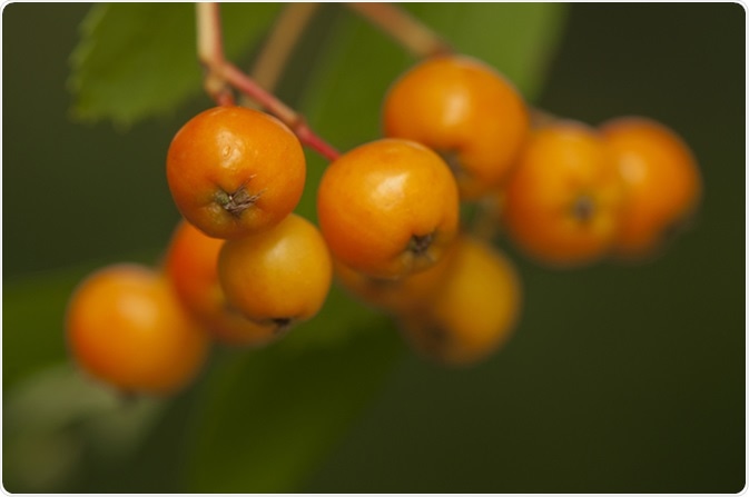 Sorbus aucuparia. Image Credit: Gucio_55 / Shutterstock