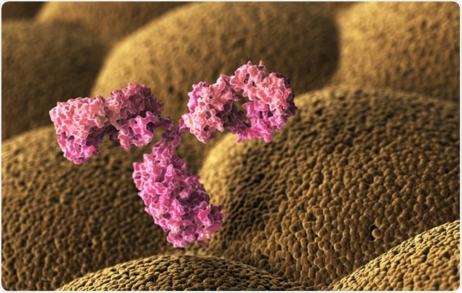 Human antibody (immunoglobulin). 3D illustration. Image Credit: Tatiana Shepeleva / Shutterstock