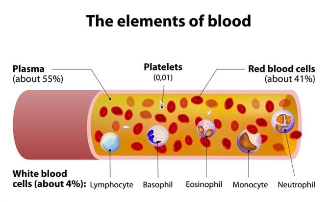 The elements of blood. blood vessel cut section. Image Credit: Designua / Shutterstock