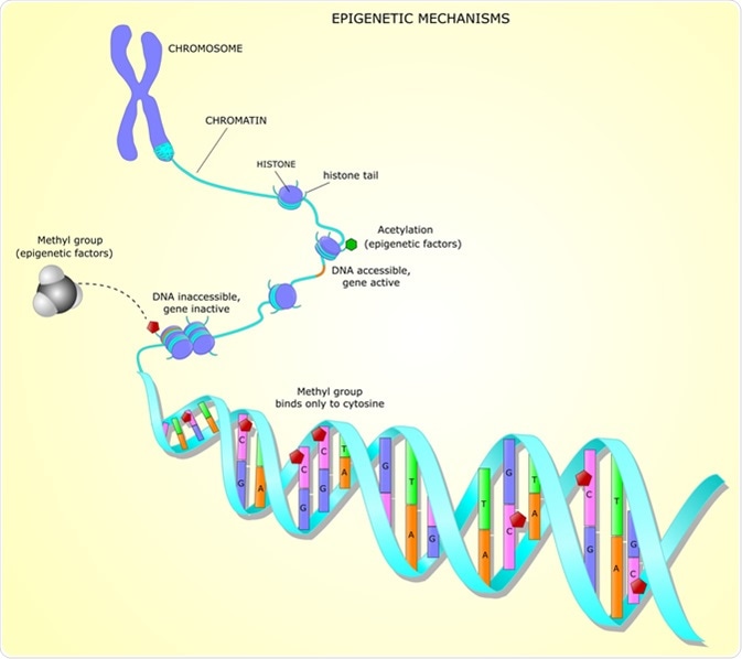 Epigenetic mechanisms. Image Credit: Ellepigrafica / Shutterstock