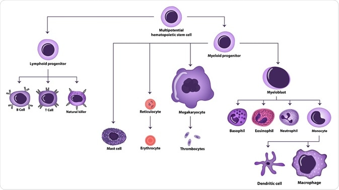Hematopoiesis pathway - By extender_01