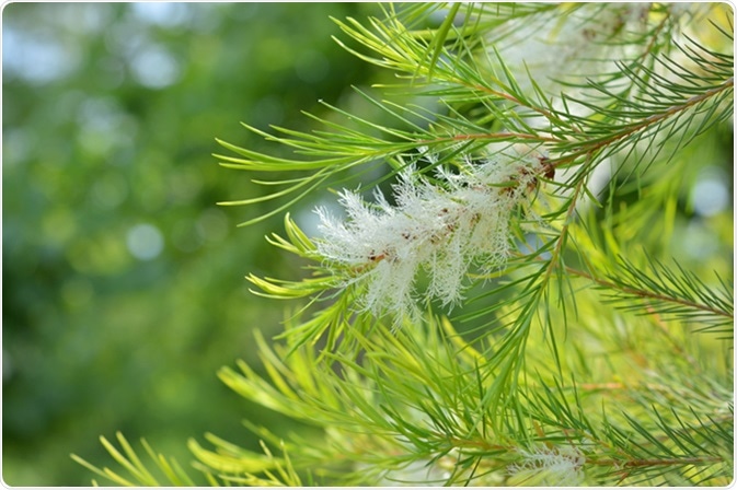 Tea-Tree (Narrow-leaved Paperbark). Image Credit: tamayura / Shutterstock