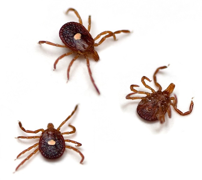Lone Star Ticks (Amblyomma americanum). Image Credit: Melinda Fawver / Shutterstock