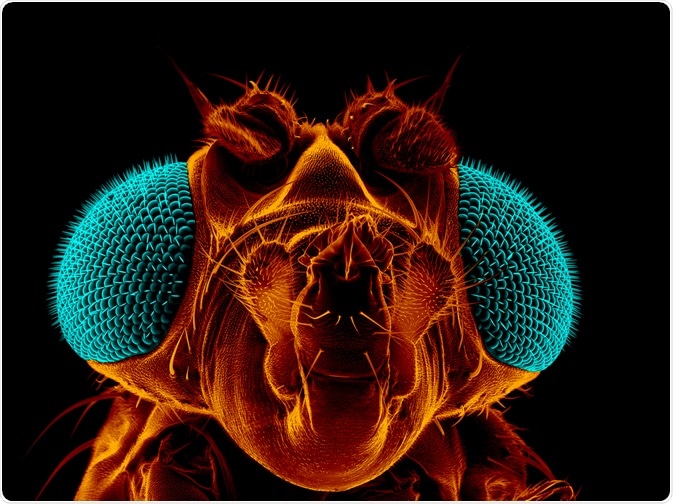 Drosophila image - by Heiti Paves