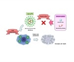 Researchers reveal promising method for delivering cancer virotherapy