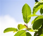 FDA warning against Kratom strengthened