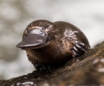 Platypus milk may help combat antibiotic resistance
