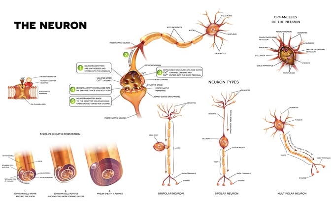 Neuron detailed anatomy illustrations. Neuron types, myelin sheath formation, organelles of the neuron body and synapse. Image Credit: Tefi / Shutterstock