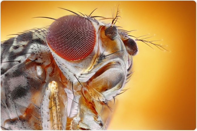 Microscopic extreme sharp and detailed image of head and eye of a fruit fly (Drosophila melanogaster). Image Credit: Tomatito / Shutterstock