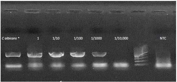 End point PCR results. A dilution series of C. albicansspiked into whole blood