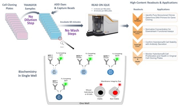 Mouse IgG Type and Titer Workflow and Assay Biochemistry Samples from hybridoma or B-cell cloning plates are directly transferred to the assay plate without an intermediate dilution step. Each assay well is seeded with four different types of capture beads, each with a specific affinity for a single IgG isotype. The IgG isotype in the sample will compete with the same FITC-labeled IgG isotype to bind to the capture bead. The IgG isotype quantity will be calculated from the isotype-specific standard curve. If cells are included in the assay well, a membrane integrity dye in the detection reagent will stain the membrane-compromised dead cells by DNA intercalation. After the addition of the detection reagent mixture and the capture beads to the samples and 60-minute incubation, the samples are acquired on the iQue3 PLUS.