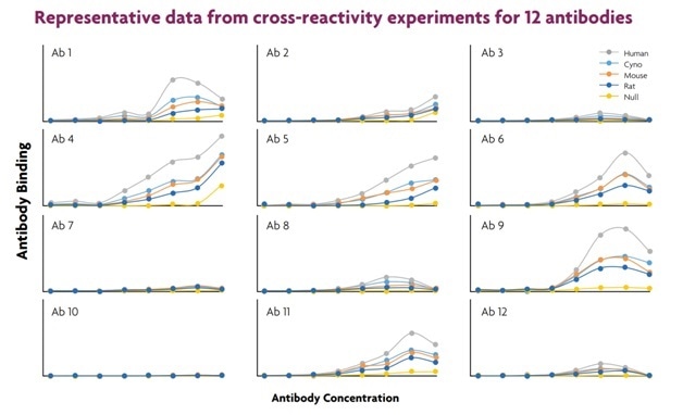 Cross-reactivity experiments enable the rapid discovery of antibodies that bind to both human and animal receptor homologues. Using this approach, potential drug candidates that can be used in humans and also be tested in preclinical models of efficacy and toxicity.