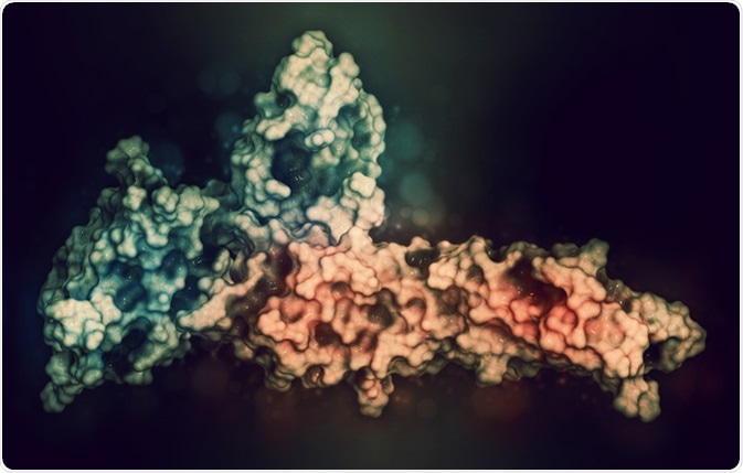 Programmed cell death 1 (PD-1, CD279, blue) immune checkpoint protein bound to programmed death-ligand 1 (PD-L1, red) protein, 3D rendering. PD-L1 is produced by tumors to suppress the immune system. Image Credit: molekuul_be / Shutterstock