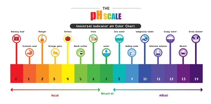 The pH scale Universal Indicator pH Color Chart diagram acidic alkaline values common substances. Image Credit: Trgrowth / Shutterstock