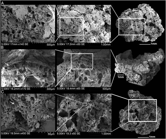 Scanning electron microscope images of bread-like remains from Shubayqa 1. (A) Sample number 6 showing the typical porous matrix of bread with small closed voids. (B) Detail of an aleurone layer from sample number 17 (at least single celled). (C) Sample number 12 showing vascular tissue, the arrow marks the xylem vessels in longitudinal section. Image Credit: PNAS