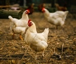 Fever-resistant bird flu viruses pose a significant threat to humans