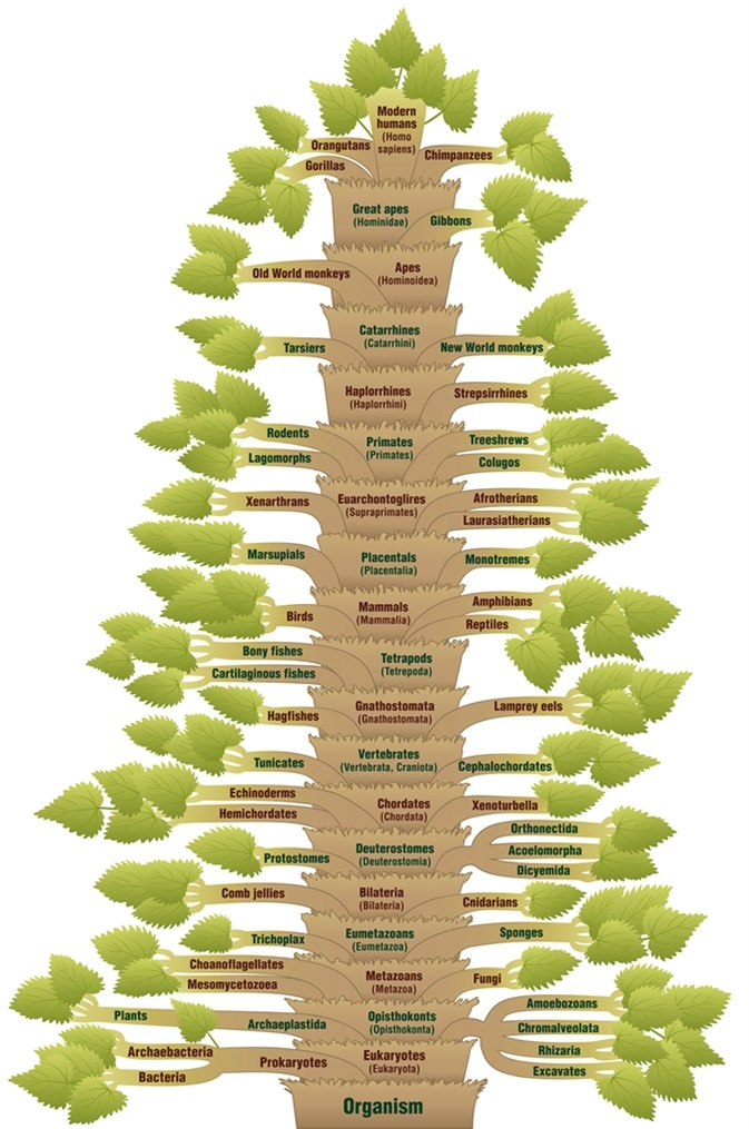 Detailed scientific classification of modern humans, from ORGANISM via VERTEBRATES through to HOMO SAPIENS. A phylogenetic tree with trunk (orders/suborders) and branches (related life forms). Image Credit: Peter Hermes Furian / Shutterstock
