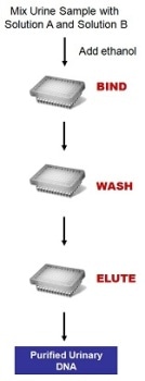 Urine DNA Isolation Kit from Bio-Synthesis