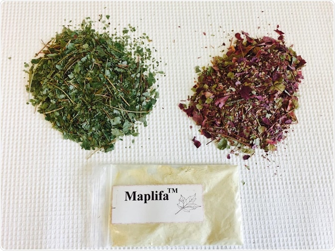 Extracts from summer or fall red maple leaves are formulated into a powder that could be incorporated in skincare products to prevent wrinkles. Image Credit: Hang Ma