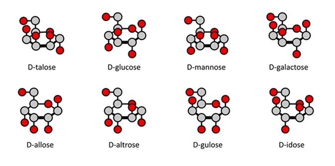D-aldohexose sugars: allose, altrose, glucose, mannose, gulose, idose, galactose, talose. Haworth-like projections. Image Credit: molekuul_be / Shutterstock
